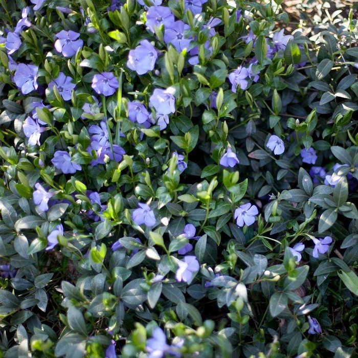 Barwinek pospolity 300 SZTUK sadzonki zadarniający 20 cm pod drzewa