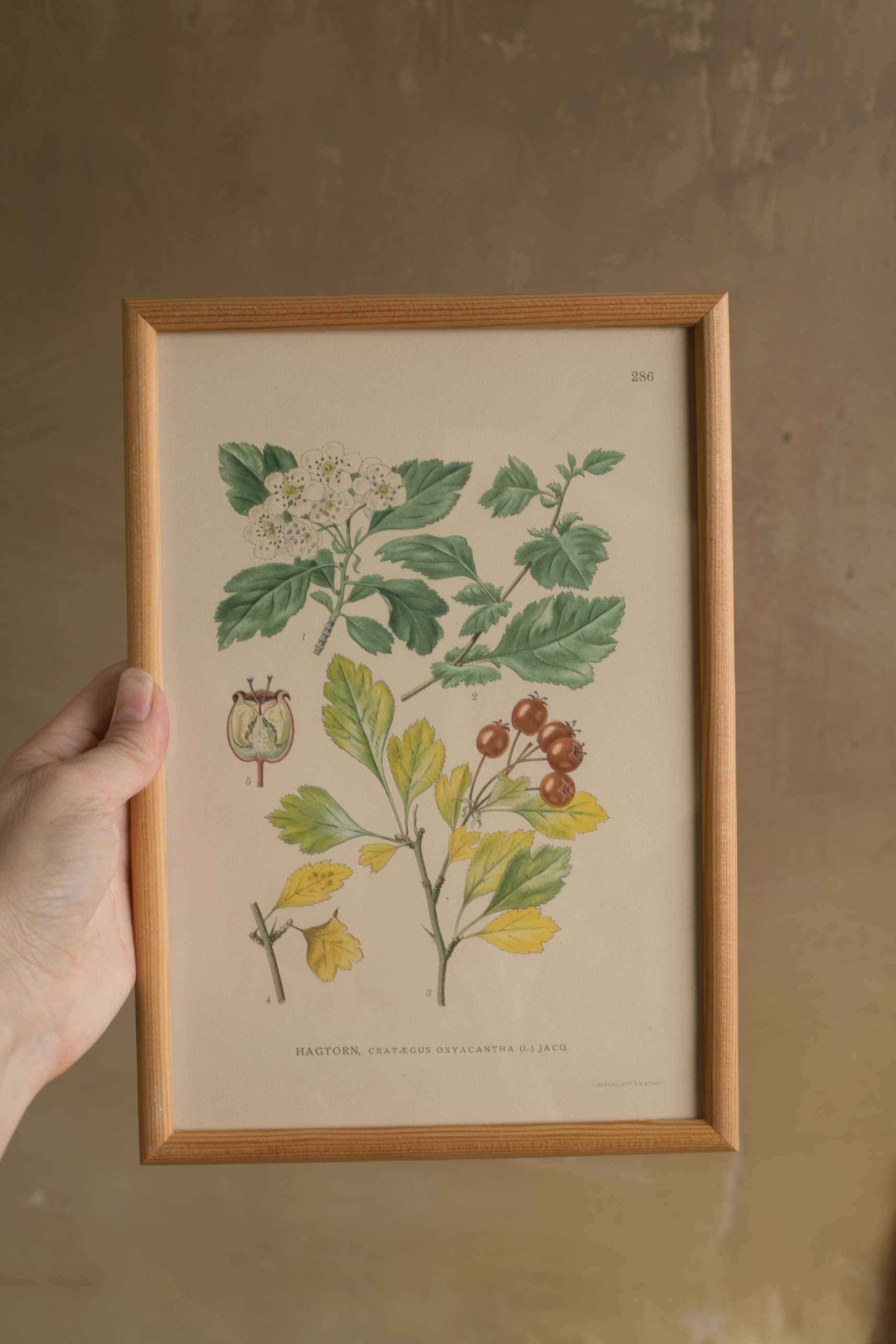 rycina botaniczna w drewnianej ramce, głóg