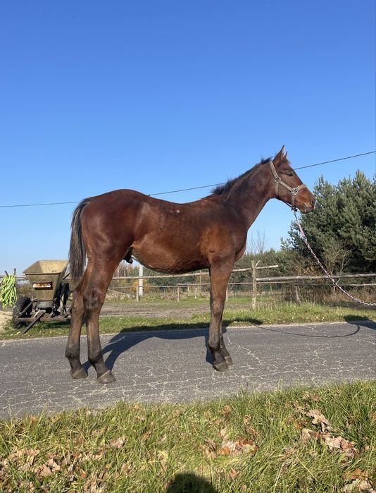 Ogierek Śląski 6 miesięcy niezwykły spokój