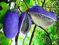 Akebia variegata tigrada, fruta exotica deliciosa