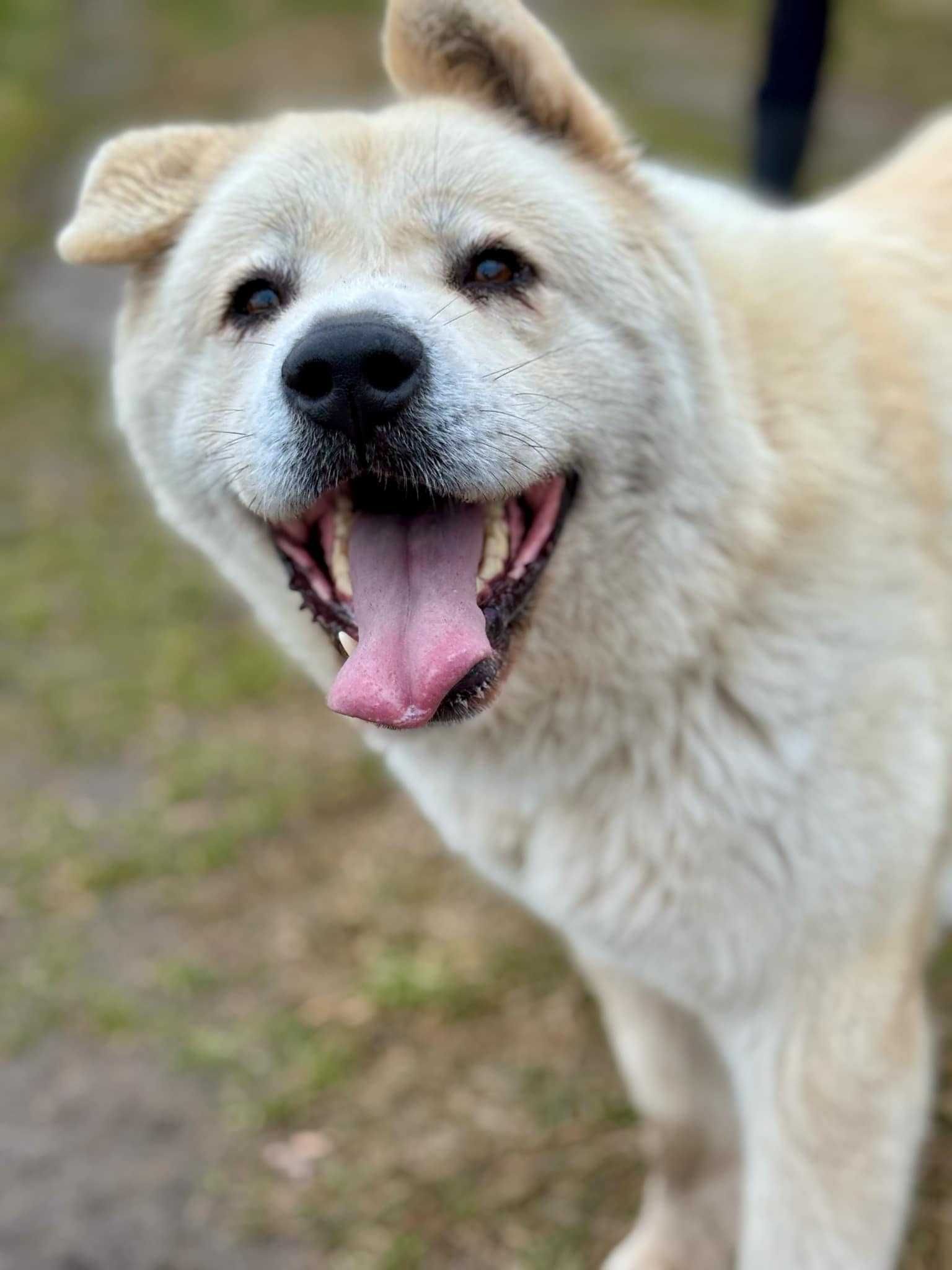 Gaja - Akita w Potrzebie