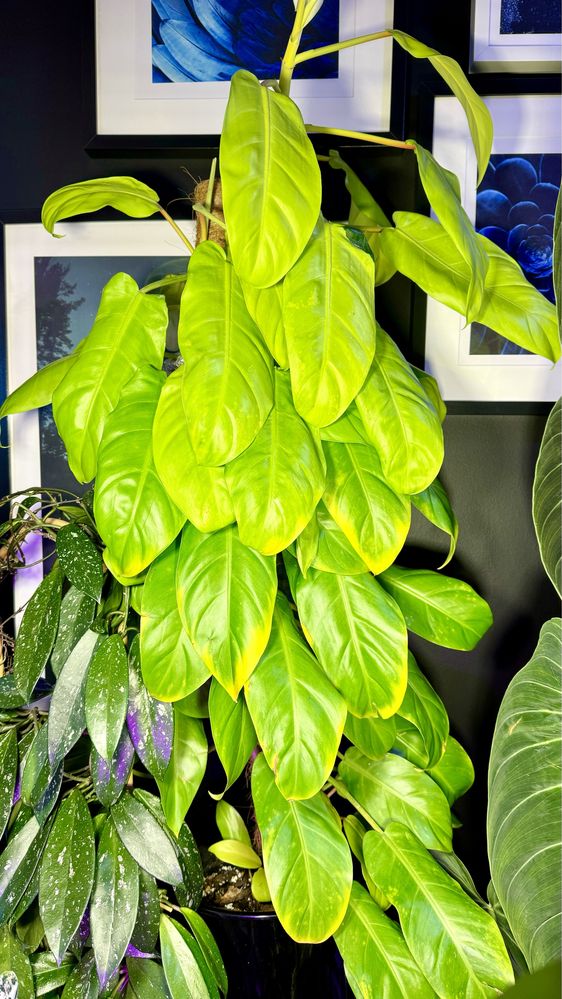 Philodendron Malaya Gold duży dwie sadzonki