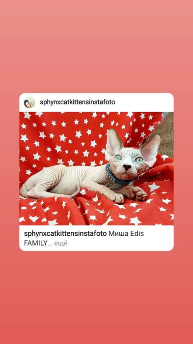 Канадский сфинкс