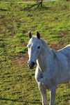 Cavalo com 20 anos obstaculos