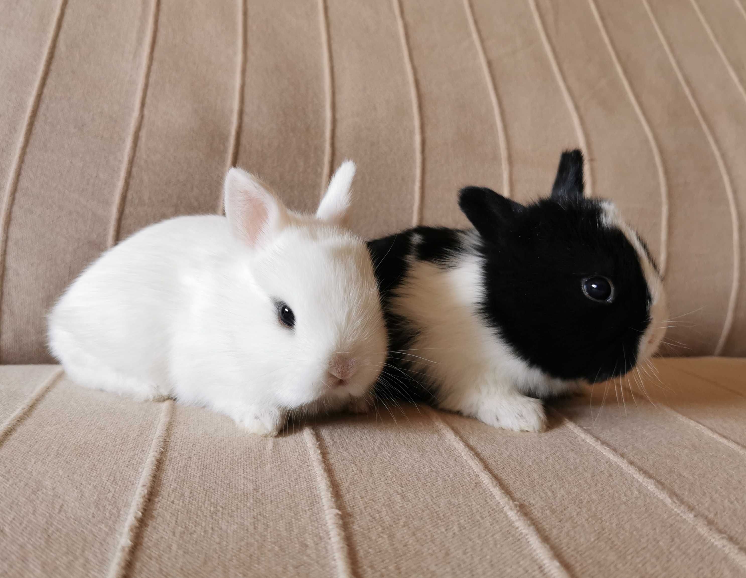 Coelhos anões minitoy e mini holandês muito fofos, KIT completo