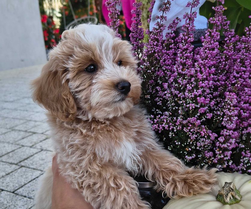 Śliczna suczka Maltipoo