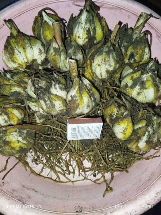 Лилия душистая многолетняя