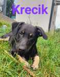 KRECIK czeka na swój dom