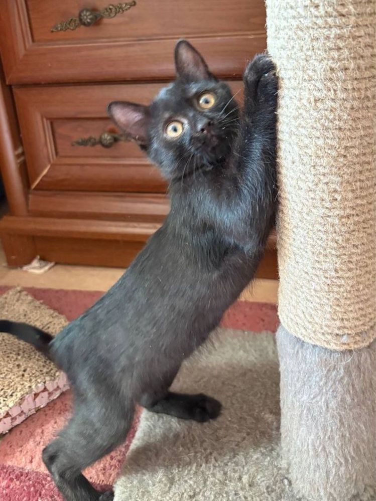 Кошка ищет дом!!