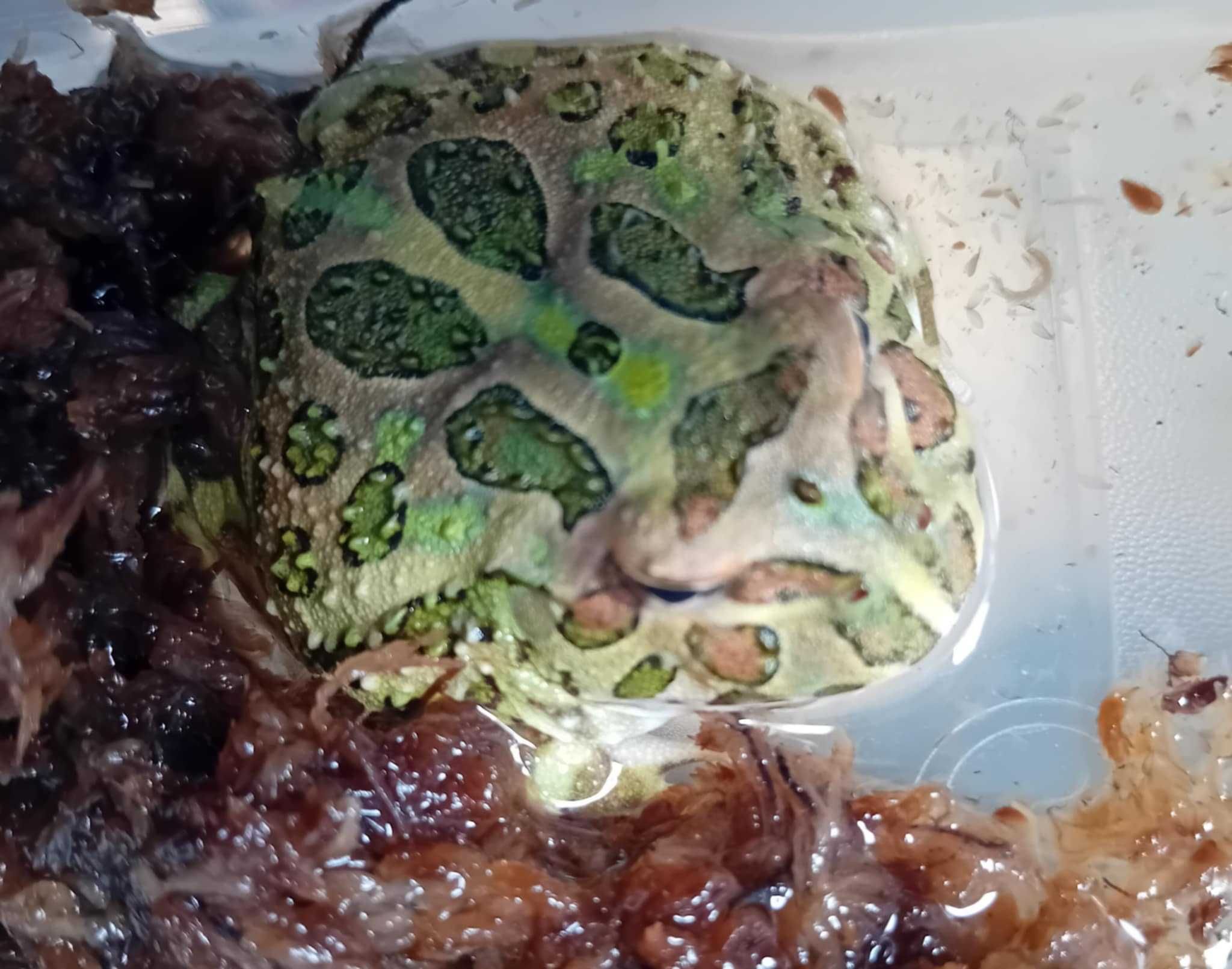 Żaba rogata (Ceratophrys sp) cz2