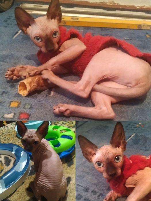 Мои сфинксята голышата.