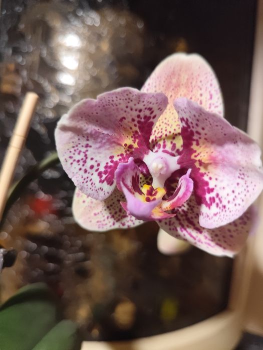 Коллекционная восковая орхидея бабочка