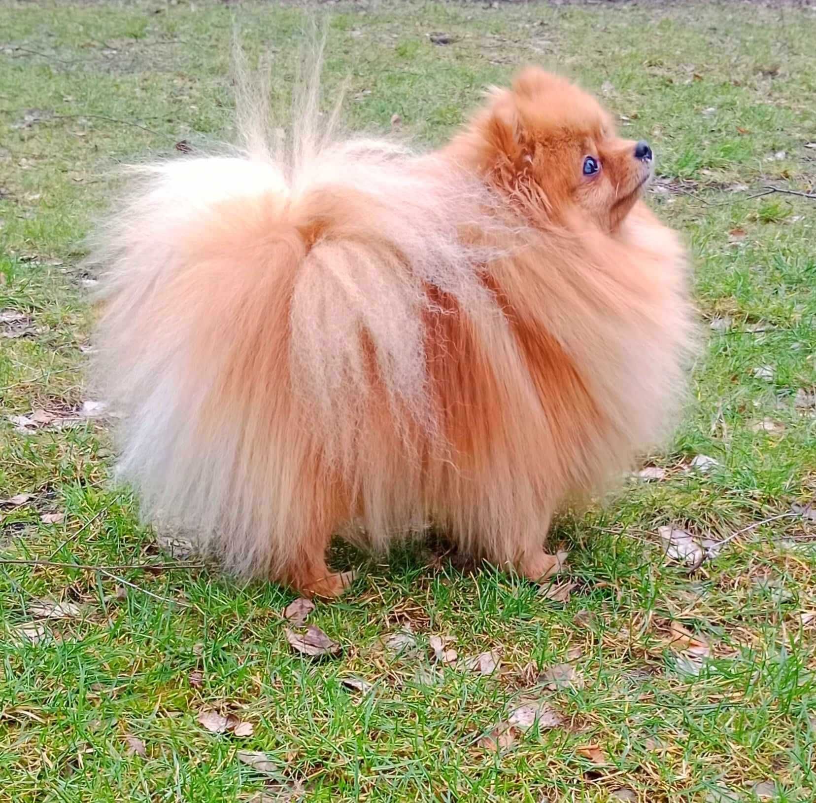 Pomeranian szpic miniaturowy-  piesek