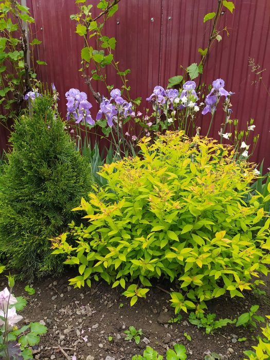 Багаторічники бересклет, барбарис, гібіскус, хости