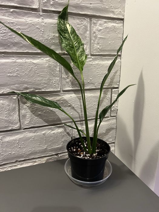 Skrzydłokwiat ‘Diamond’ – zdrowa roślina doniczkowa, elegancka odmian