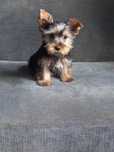 York, Yorkshire Terrier piesek