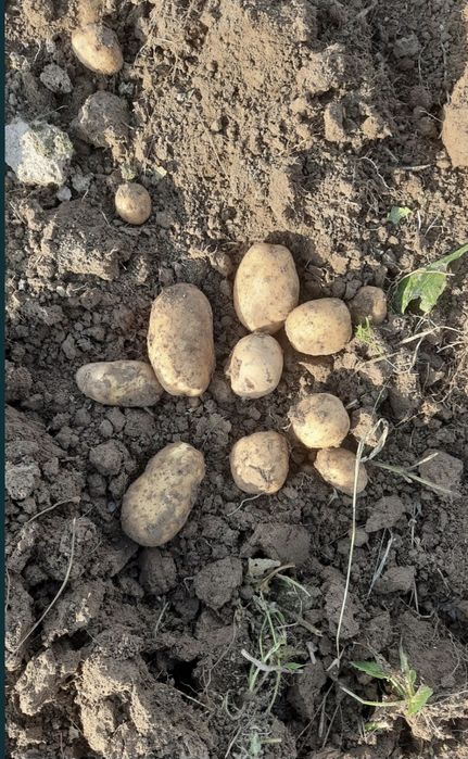 Картопля домашня є і насінева.