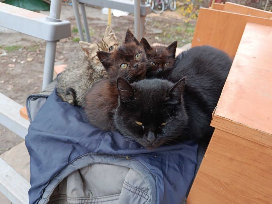 Чорні кошенята гарненькі