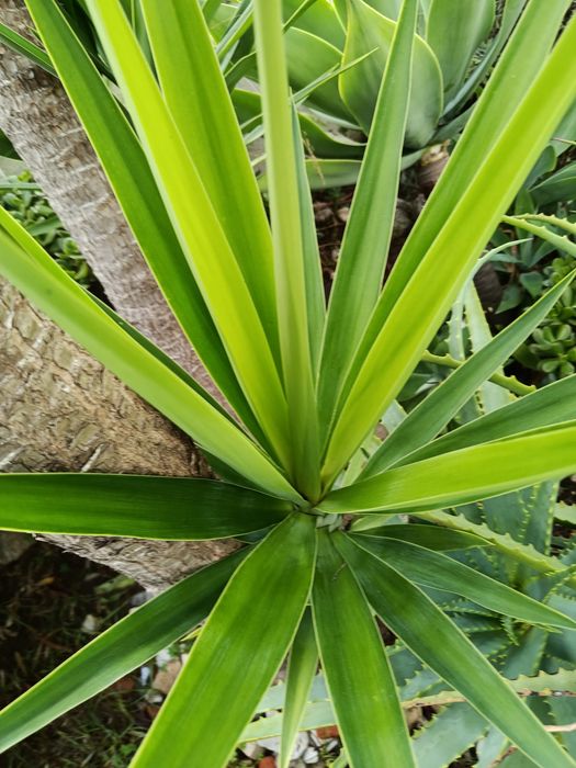 Yuccas para vaso ou jardim