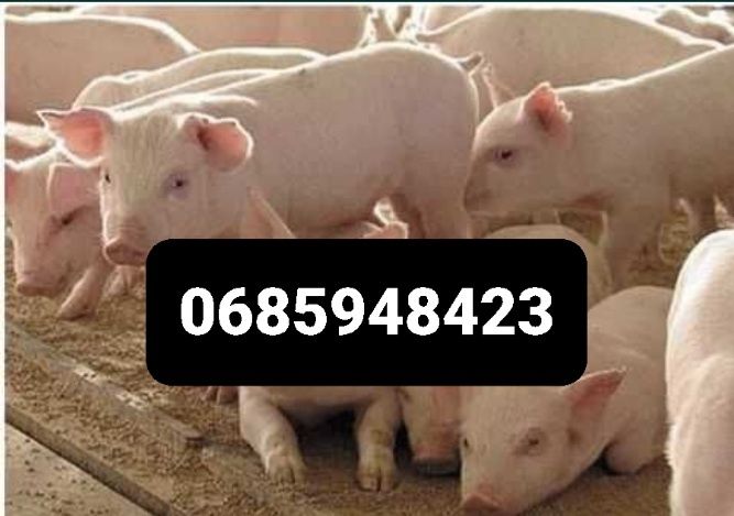 Продам малих поросят з гарною генетикою