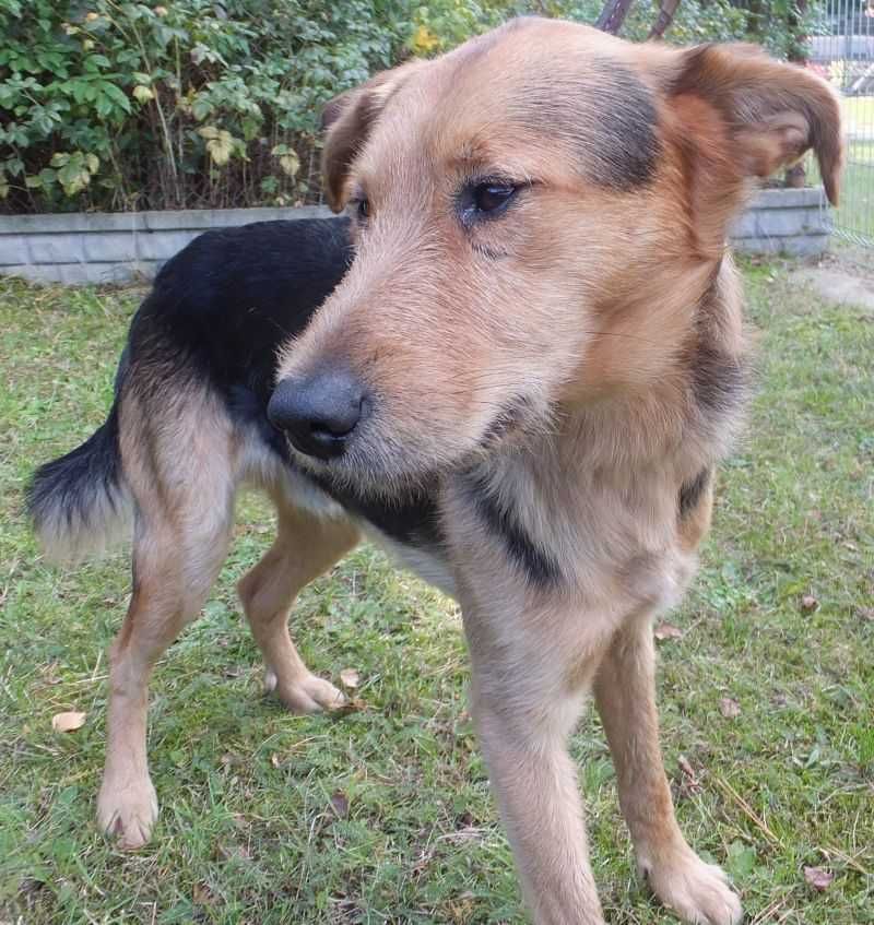 WARS pies średni ,czarny podpalany do adopcji