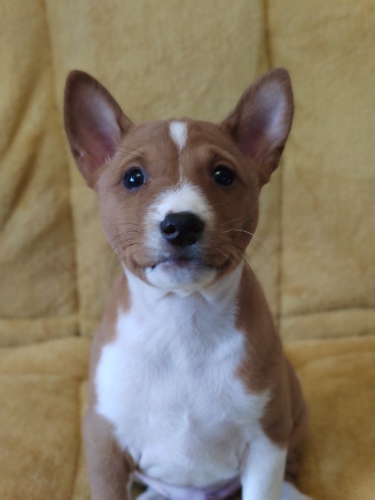 Basenji rezerwacja