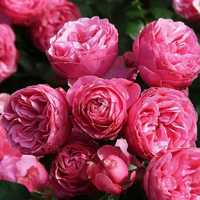 Саженцы роз - купить с доставкой по Украине.  Троянди великій вибір