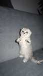Scottish fold   chinchilla