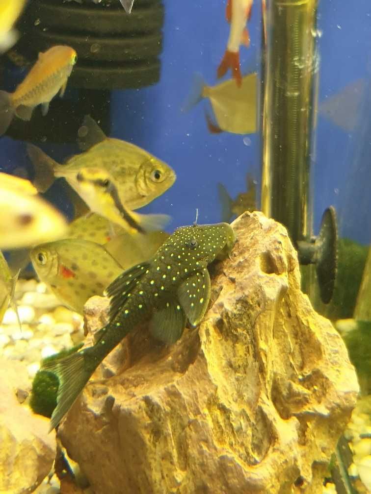 Zbrojnik glonojad L200 pleco green 6cm; Sklep AKWAREKS