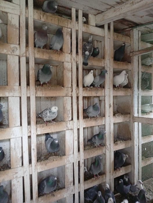 Gołębie pocztowe sprzedam