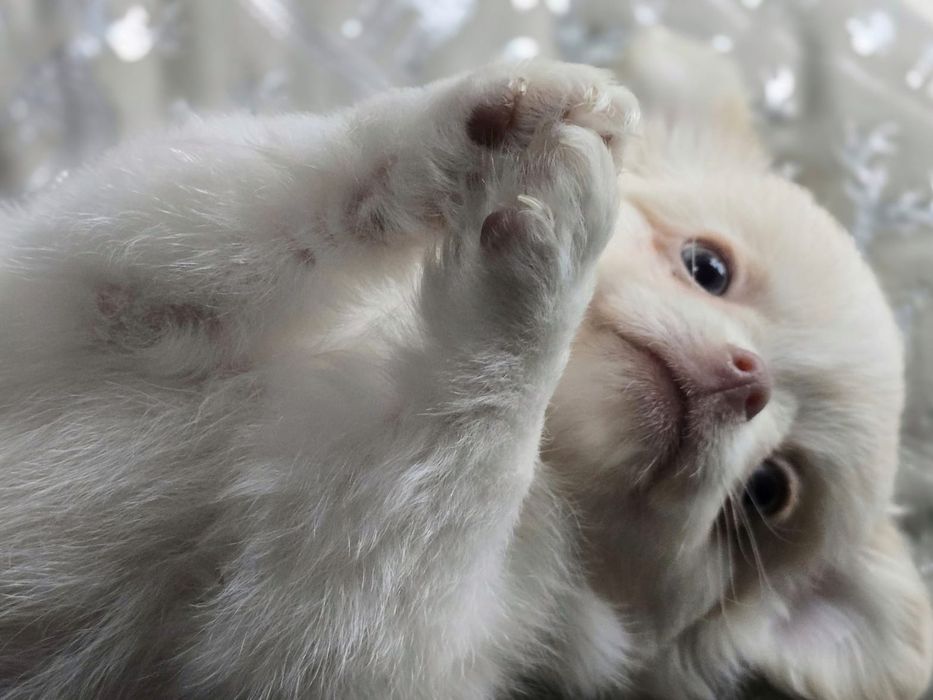 Chłopiec chihuahua długowłosy fci