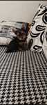 Yorkshire terrier mini
