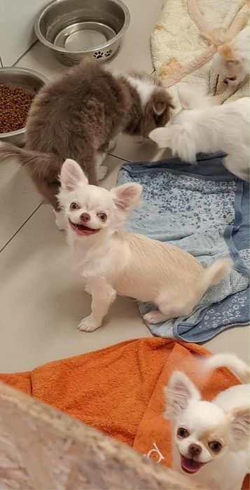 Chłopczyk chihuahua FCI xxs