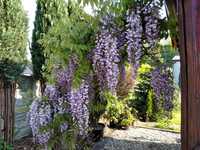 wisteria -glicynia piękne pnącze