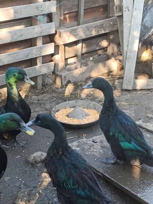 Casais de patos cayuga