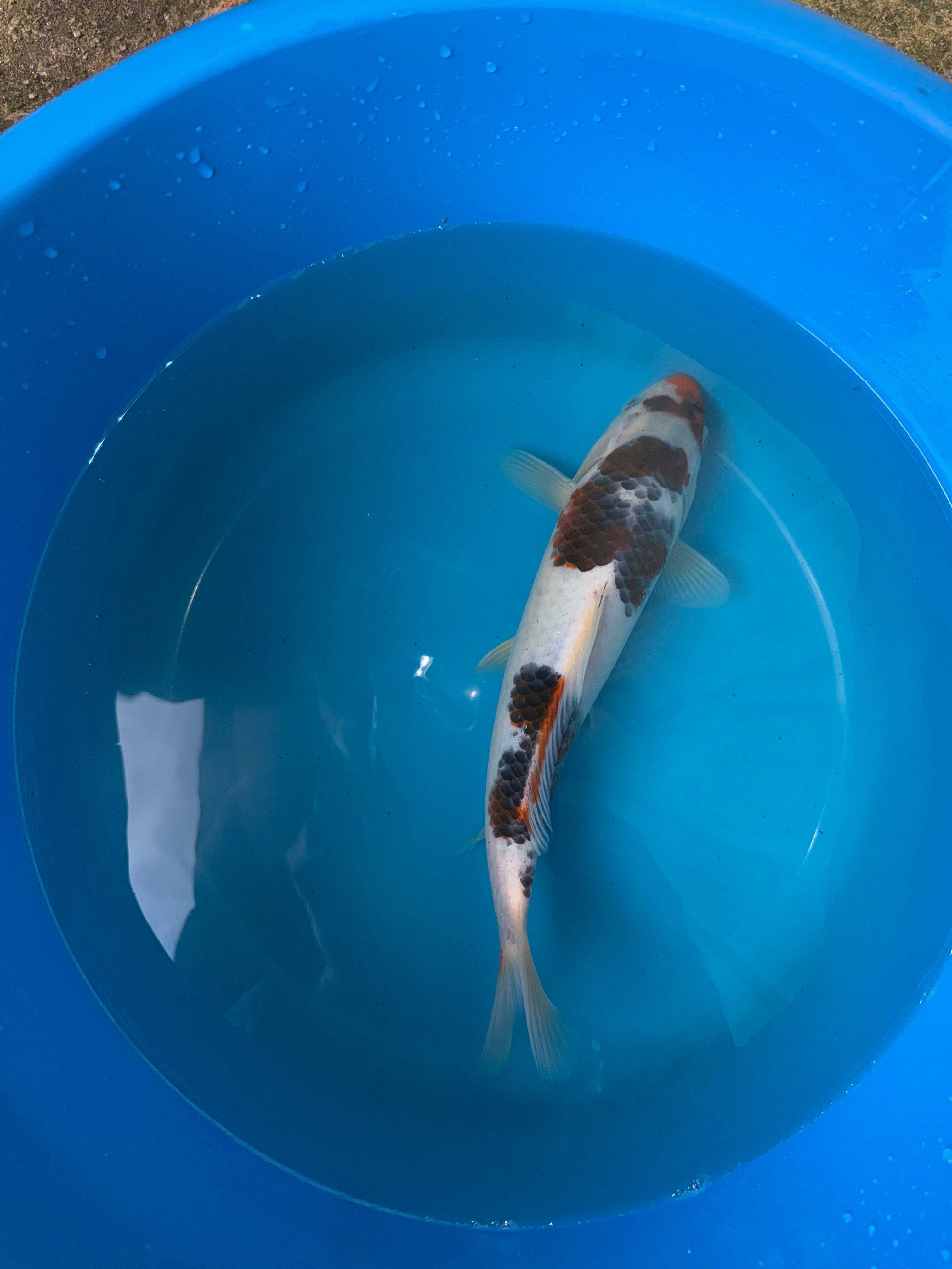 Carpa Koi GOROMO 28cm Japonesa SAKAZUME KOI FARM