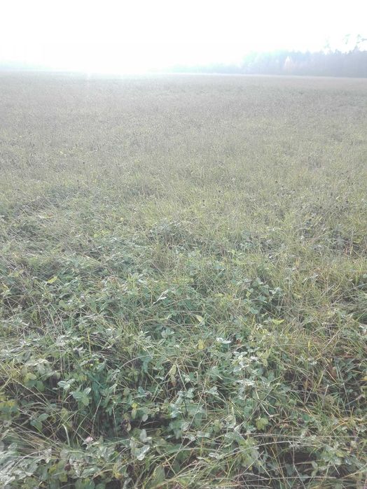 Łąka na pniu, sianokiszonka