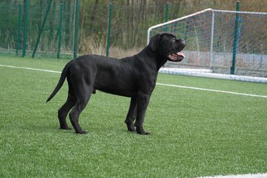 Piękny szczeniak Cane Corso FCI