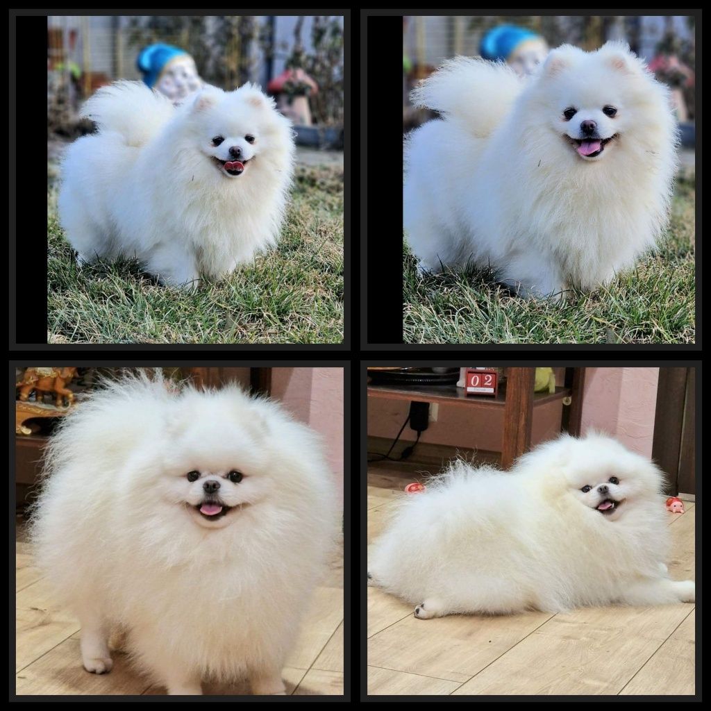 Szpic miniaturowy Pomeranian BOO ZKwP