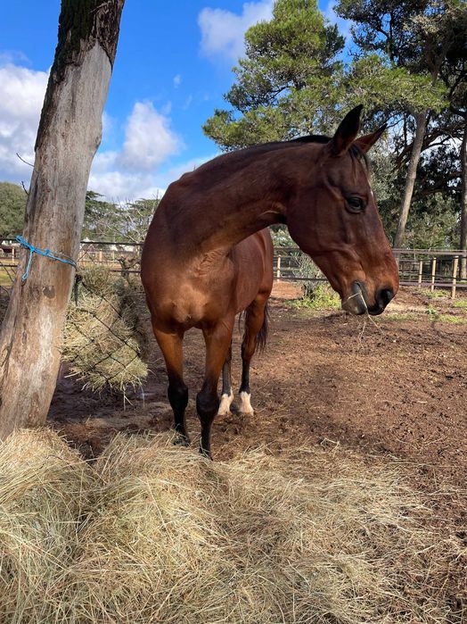 Horse livery boxes available - Quinta da Marinha, Cascais