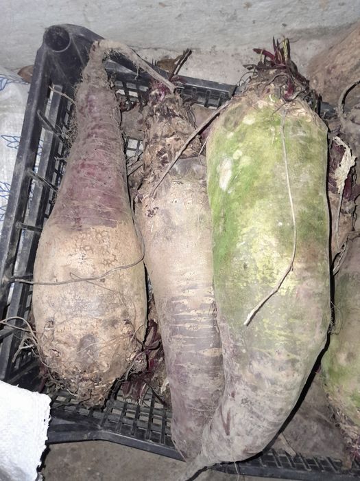 Домашній  Буряки, Морква