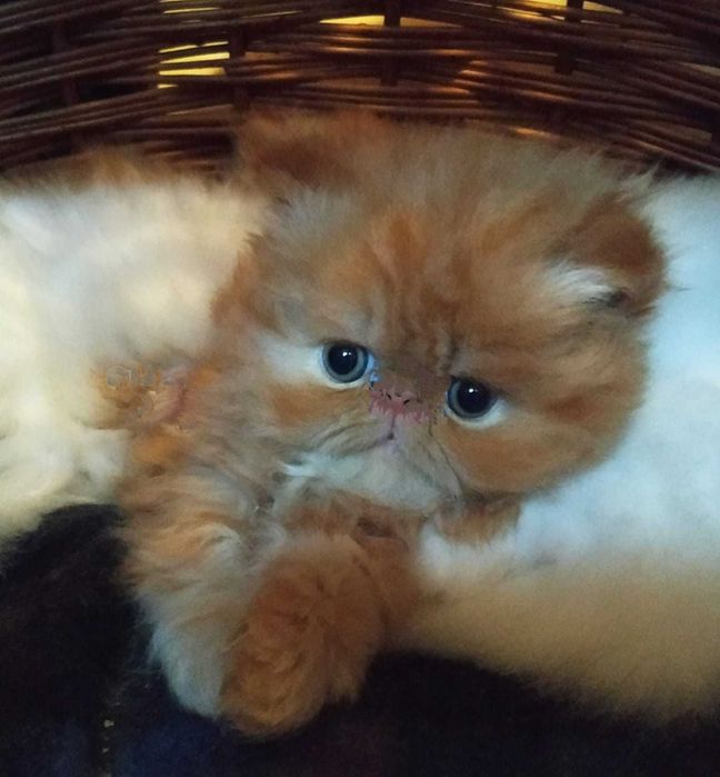 Piękny kotek kot perski zachodniopomorskie Szczecin Koszalin