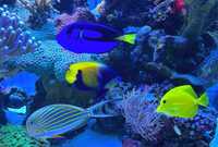 Życie z akwarium ryby koralowce