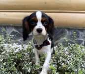 Piesek Cavalier King charles spaniel TRI COLOR