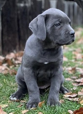 Cane corso suczka