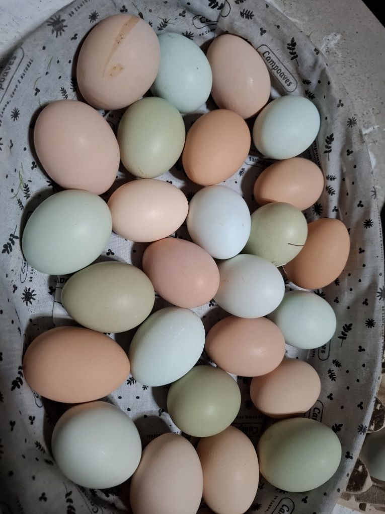 Ovos galados de jersey gigante azul, jersey gigante negra e leghorn
