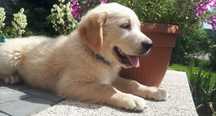 Golden Retriever szczeniak