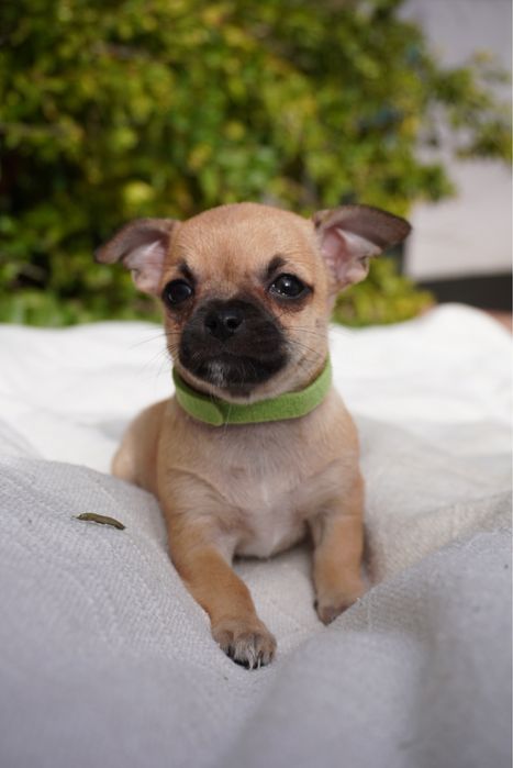 Chihuahua macho mini