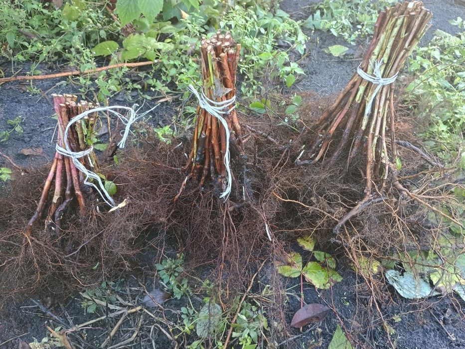 Саджанці ремонтантних сортів малини