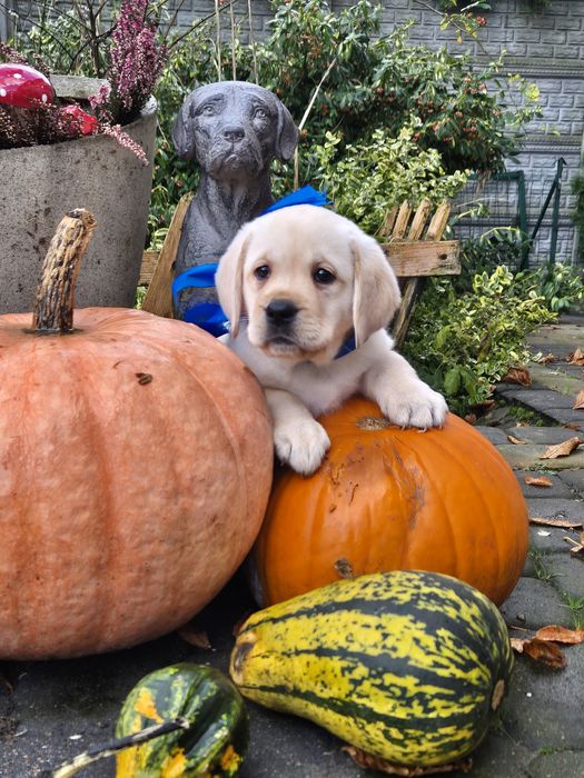 Labrador retriever piesek